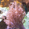 Kenya Tree Coral