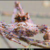Portia jumping Spider
