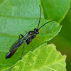 Hover fly parasite wasp