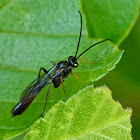Hover fly parasite wasp