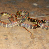 common liana snake