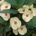 Euphorbia milii