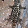 Western Fence Lizard[ Male]