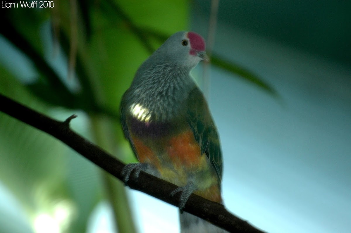 Many-coloured Fruit Dove