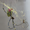 Male and Female Joro Spider