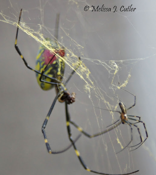 Male and Female Joro Spider Project Noah