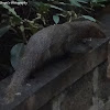 Indian Grey Mongoose