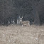 White tail Deer - Buck