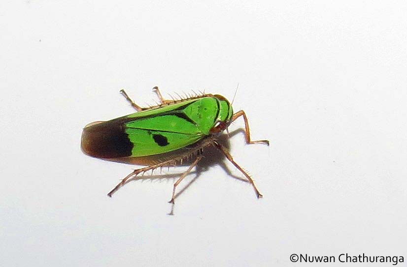 Green rice leafhopper