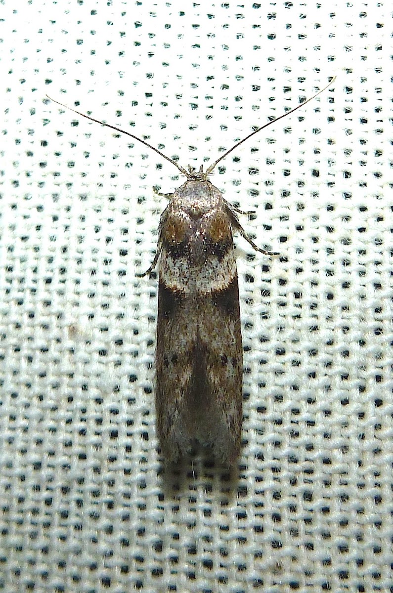 Micro-Lepidoptera