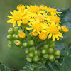 Butterweed, or Yellowtop, Ragwort