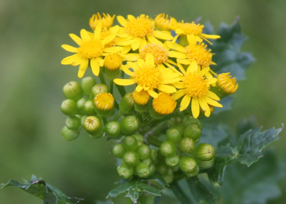 Butterweed, or Yellowtop, Ragwort