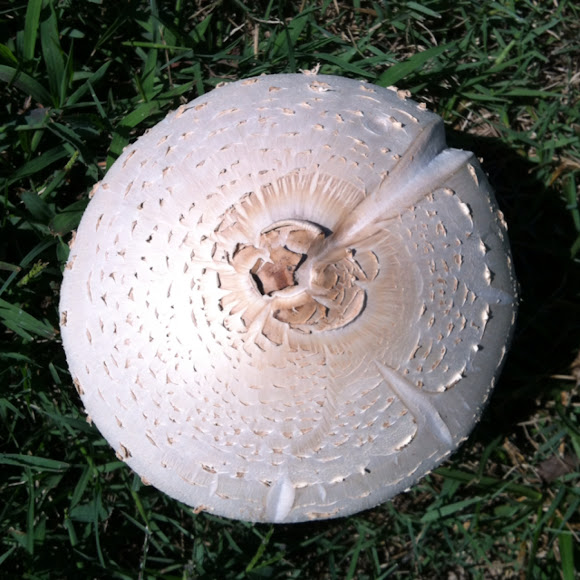 False Parasol or Green Spored Parasol