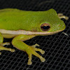 Green Treefrog