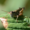 Grasshopper