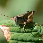 Grasshopper