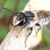 Leafcutter bees. Abeja cortadora de hojas
