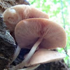 Fawn Mushroom (Pluteus cervinus)?