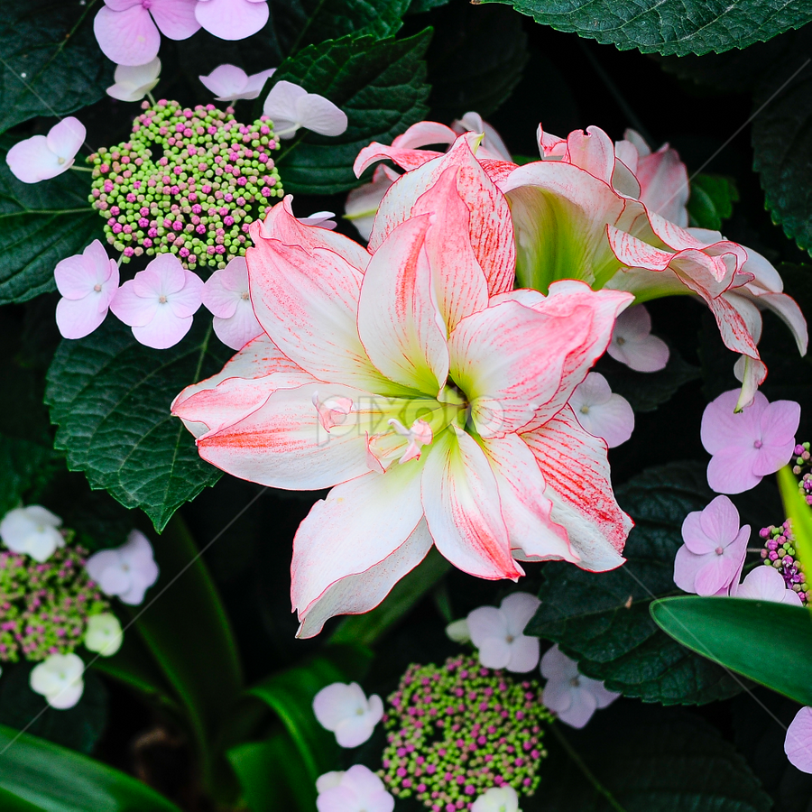 Life is beautiful by Jo Sam - Flowers Flower Gardens