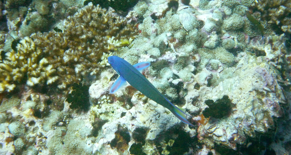 Moon Wrasse