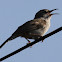 Bewick's Wren