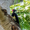 White-bellied Woodpecker ♀