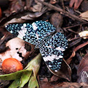 Red cracker butterfly