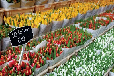 50 tulips for 10 euros: At a flower market in Amsterdam, the Netherlands.