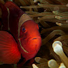 Spine cheeked anemone fish