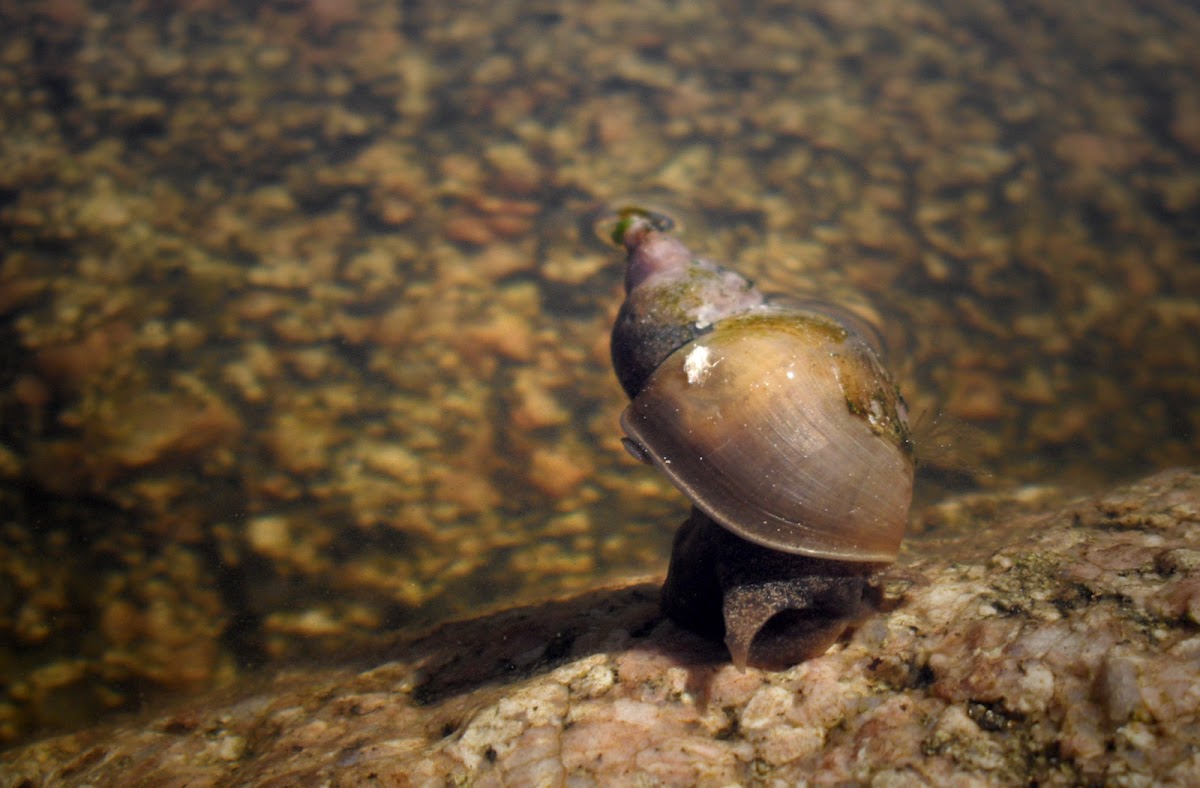 Great Pond Snail