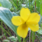 Wedge-leaf Yellow Violet