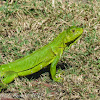 Green iguana (female)