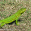 Green iguana (female)