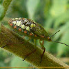 Green stink bug (Nymph)