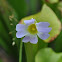 Primrose Butterwort