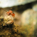 Flying Red Ant