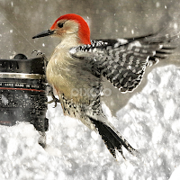 by Doreen Rutherford - Animals Birds