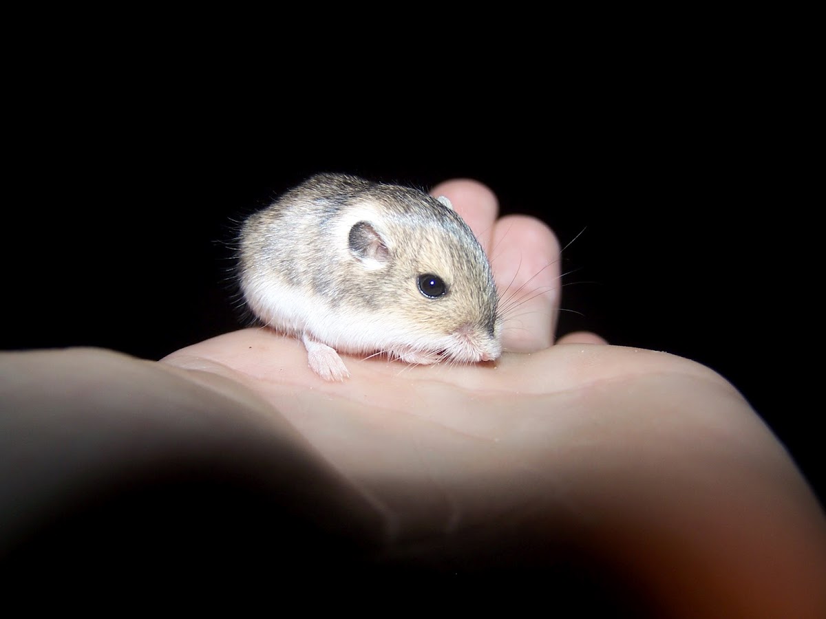 Silky Pocket Mouse