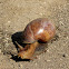 Giant African land snail/East African land snail