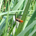 Solder Beetle