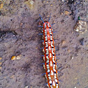 Variegated Fritillary (Caterpillar)
