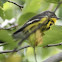 Magnolia Warbler - male and female