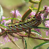 Banded Sphinx Moth Caterpillar