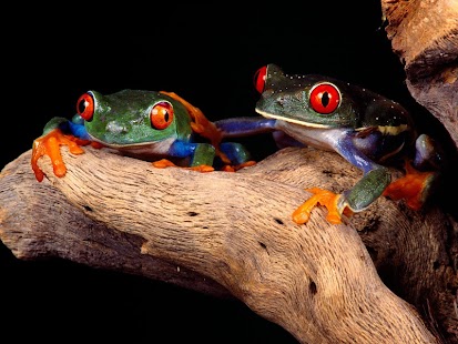 How to install Frog Wallpaper 1.0 mod apk for bluestacks