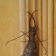 Eastern dobsonfly