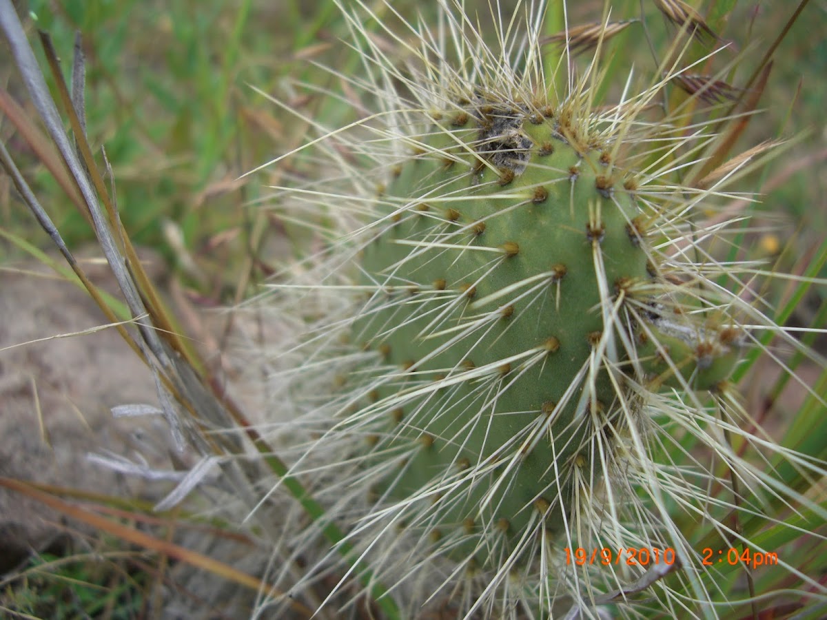 Prickly Pear Cactus