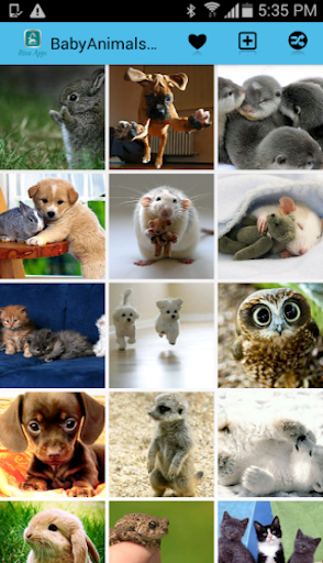 Baby Animals Pictures