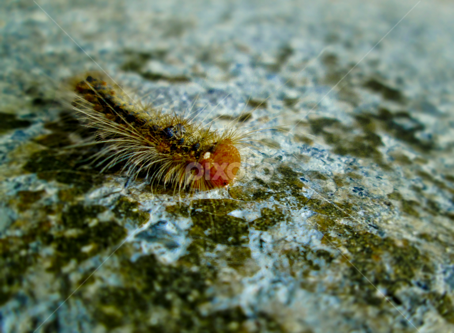 Ulat Bulu by Kristal Jiwa - Animals Insects & Spiders