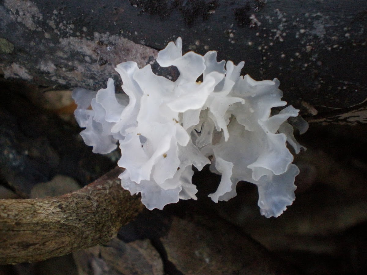 Snow Fungus