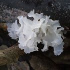 Snow Fungus